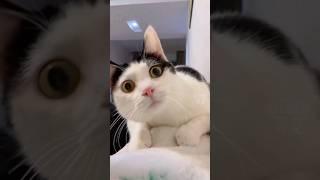 Animals fun time #funny #cute #funnyvideos #catsanddogs #viral #viral #pets #short #funny  #trend