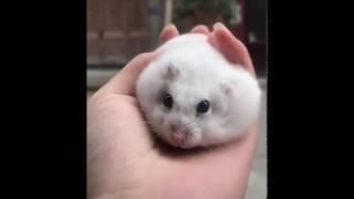 Cutest Hamster Stress Ball Will Melt Your Stress Away - Tik Tok / Douyin