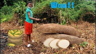 Farming in Belize Ep3 Planting Corn, coco yam and Okra