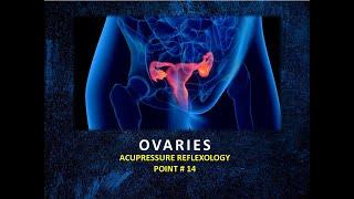 Acupressure Reflexology Point # 14: OVARIES