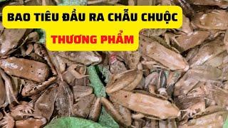 Đại Lý Bao Tiêu Đầu Ra,Chẫu Chuộc Thương Phẩm - Trại Giống Đông Sơn