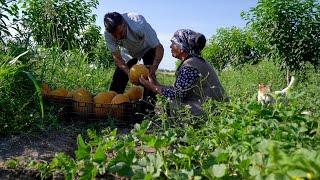 Sweet Harvest:  Melon Picking and Syrup Making in the Village 