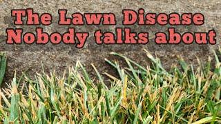 Lawn Disease | Melting Out and Leaf Spot