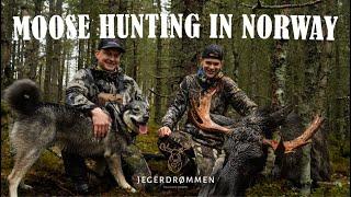 Moose Hunting In Norwegian Mountains