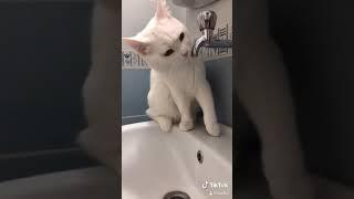 Tiktokta 3M izlenme komik kedi videosu tiktok su içiyor