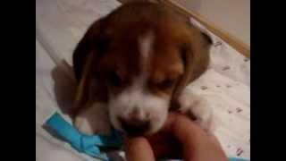 Playful beagle puppy