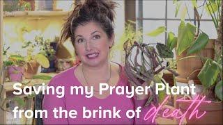How to Save and Revive a Dying Houseplant: Saving My Prayer Plant from the Brink of Death!