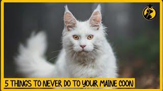 5 Things You Must Never Do to Your Maine Coon Cat