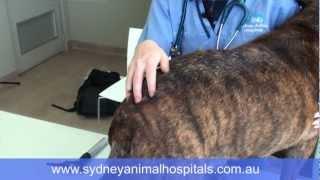 Sydney Animal Hospitals - Flea allergy dermatitis