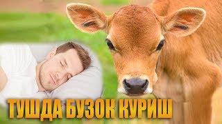 Туш табири - Тушда бузок куриш