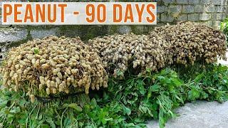 Good Ideas, How to grow Peanuts at home with many tubers and high yield