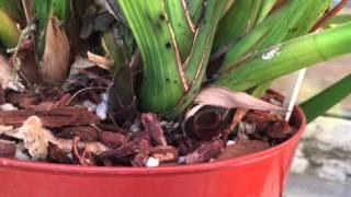 CYMBIDIUM ORCHID SPIKE OR BLOOM / HOW TO TELL EARLY WHATS IS GROWING