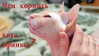 Чем кормить сфинкса лысого кота