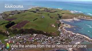 Things to do in Kaikoura - Must Do New Zealand