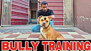 American Bully Dog Training & Behaviour (Right way to Raise a Dog without Aggressiveness (Hindi)