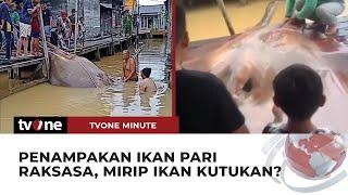 GEGER! Warga Kalimantan Tangkap Ikan Pari Raksasa | tvOne Minute