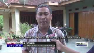 Javanese Transmigrants Find Fortunes in Riau Palm Oil Partnership