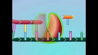 HIV: Mechanisms of NRTI Resistance (Primer Nucleoside Unblocking)