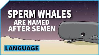 Sperm whales are named after semen | Verativity Language
