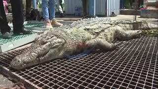 Commandos Retrieve Croc from Nkana Water Treatment Plant