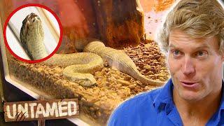 Deadly Death Adder Has Become Massively Swollen!  | Bondi Vet Clip | Untamed