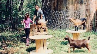 Building Goat Paradise (for our Nigerian Dwarf Goats  with wooden Spools)