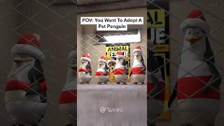 POV: You Want To Adopt A Pet Penguin