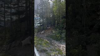 Mountain GOATS! Simple but rare ️ #canadianrockymountains #nature #goats#climbing#wildlife