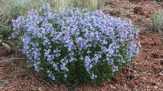 The R.L. McGregor Herbarium: A botanical resource for the Great Plains