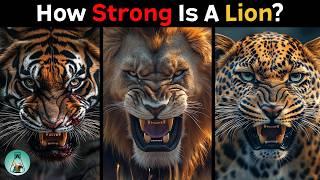 How Strong is a Lion Compared to Other Big Cats