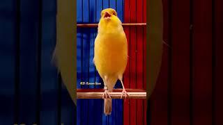 kenari f1 gacor || kenari mania || canary singing || canaries singing || canario #shorts #short