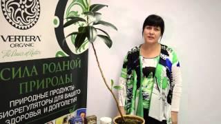 Яртур Загорулько | Полезные свойства чая Белояр Vertera Organic