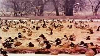 This is the Mallard (1963)