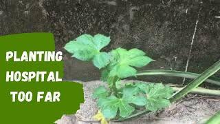 How To Plant Hospital To Far Or Efo Iyana Ipaja | How To Propagate Chaya Plant