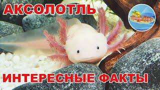 Аксолотль -Интересные факты | Кто такой AXOLOTL