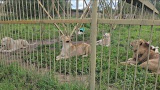 Львы внимательно наблюдают за посетителями. ПАРК ЗЕМЛЯ ПРАЙДА 