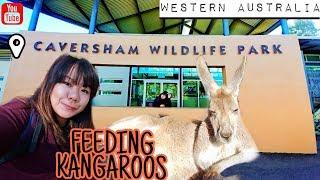 Travelogue | Feeding KANGAROOS at Caversham Wildlife Park! Western Australia [August 2019, EP 3]