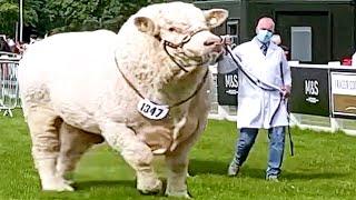 Champion Bulls of Different Breeds at Royal Highland Show 2021