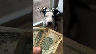 ‼️he’s the man you’ve been looking for‼️ #funnydogs #looking #finance