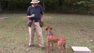 Retrieving to Hand - Positive Reinforcement Training - Jake (Vizsla)