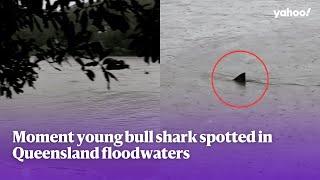 Moment young bull shark spotted in Queensland floodwaters after Cyclone Alfred | Yahoo Australia