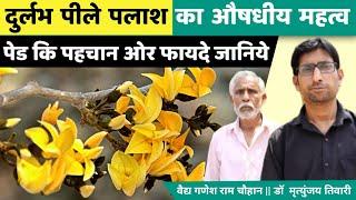 Ayurvedic features of the rare yellow Palash tree. Vaidya Ganesh Ram Chauhan Dr. Mrityunjay Tiwari