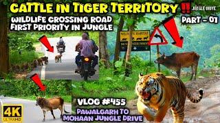 CATTLE IN TIGER TERRITORY  WILDLIFE CROSSING ROAD FIRST PRIORITY IN JUNGLE  ALERT FROM WILDLIFE‼️