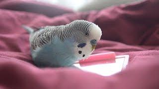 Budgie sounds | Cute & Fluffy singing