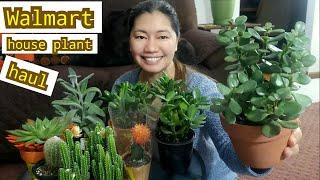 Walmart house plant succulent Haul January 2020