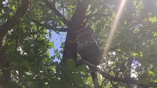 Рой заходит в ловушку, рои 2021, сезон роеловства открыт!!!/How to catch a swarm of bees.