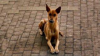 Mother dog kneels down to beg for food in front of the restaurant to feed her puppies