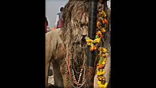 power of Aghori | Aghori | Sanatan dharma | paradox | #trending #shorts ️