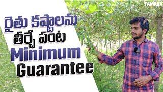 రైతు కష్టాలను తీర్చే పంట | పెద్ద చిక్కుడు సాగు| please save farmers