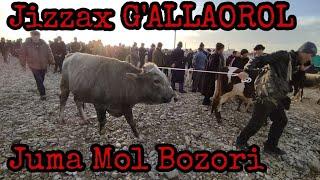 ХОККИЗ БУКА НАРХЛАРИ ЖИЗЗАХ ГАЛЛАОРОЛ ЖУМА БОЗОРИ / JIZZAX G'ALLAOROL JUMA BOZORI BUQA  NARXLARI